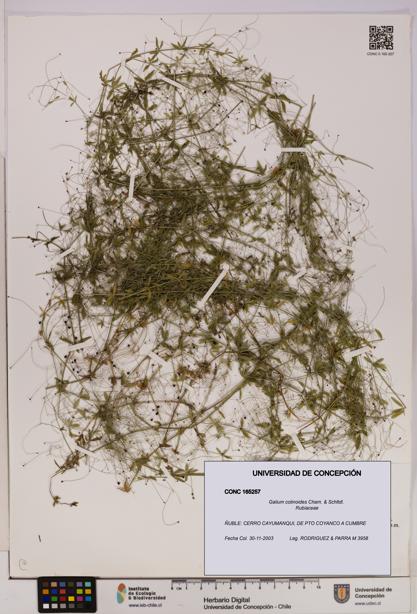 Galium cotinoides [Espécimen: UDEC:CONC:0165257]