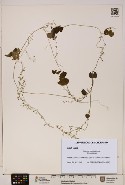 Dioscorea humifusa [Espécimen: ]