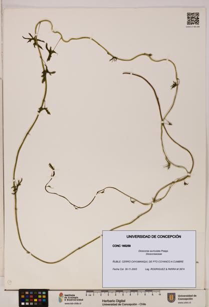 Dioscorea auriculata [Espécimen: ]