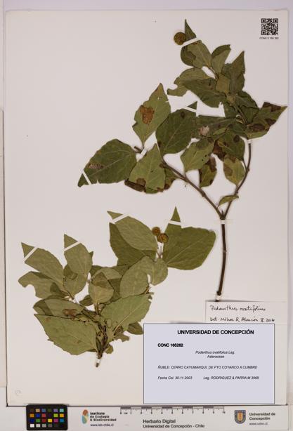 Podanthus ovatifolius [Espécimen: ]