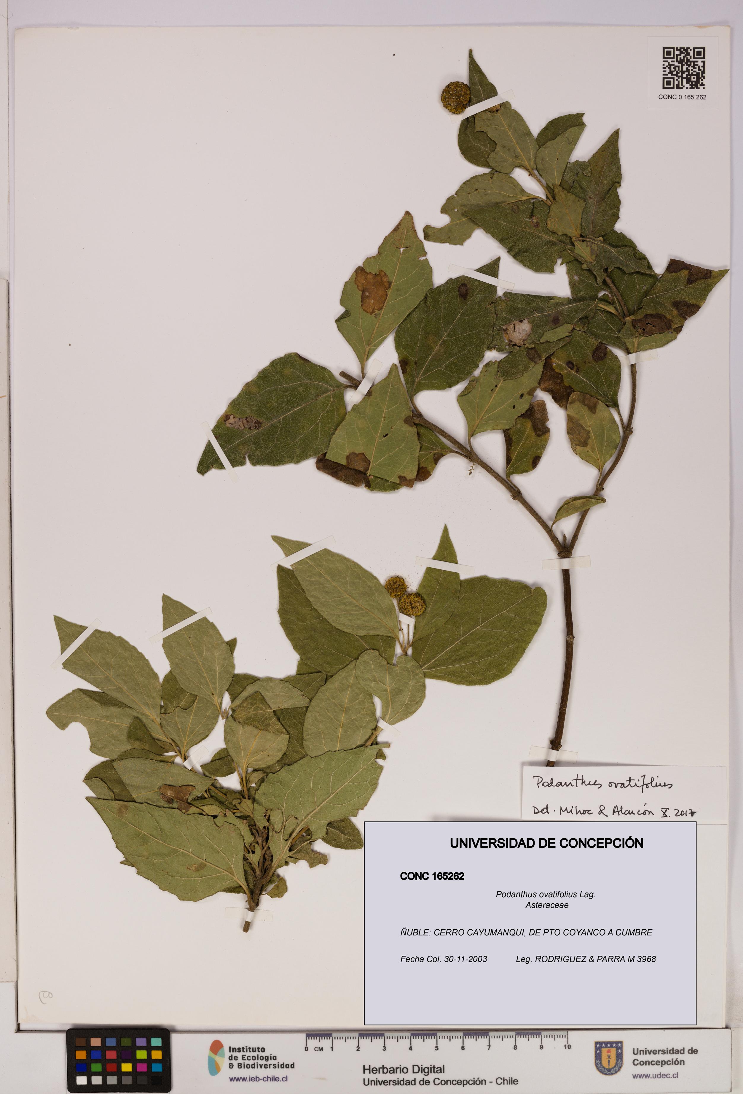 Podanthus ovatifolius [Espécimen: ]