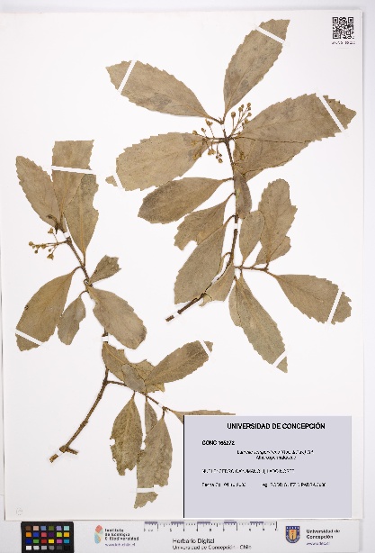 Laurelia sempervirens [Espécimen: UDEC:CONC:0165272]