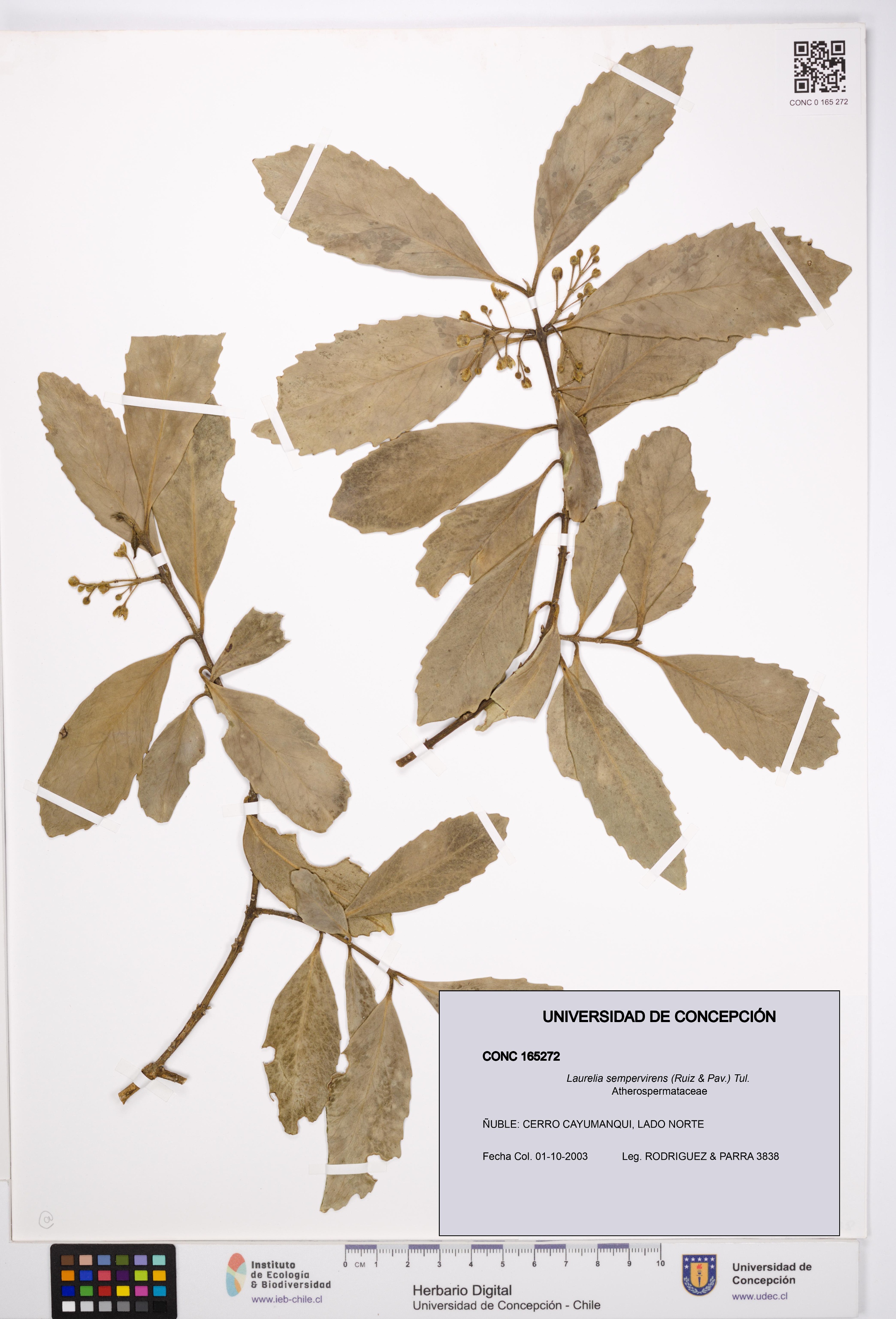 Laurelia sempervirens [Espécimen: UDEC:CONC:0165272]