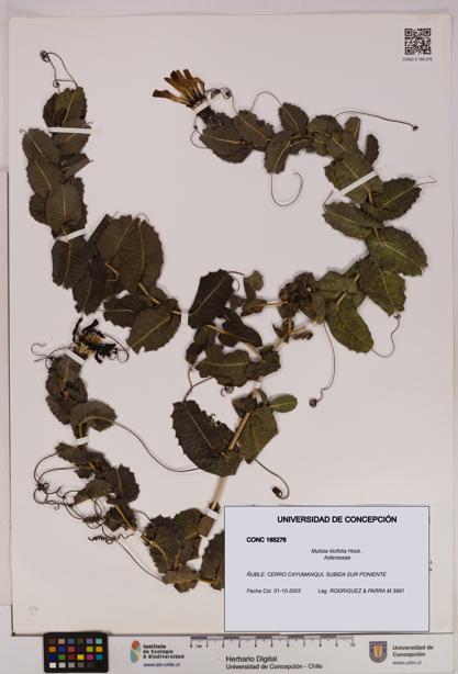 Mutisia ilicifolia [Espécimen: UDEC:CONC:0165276]