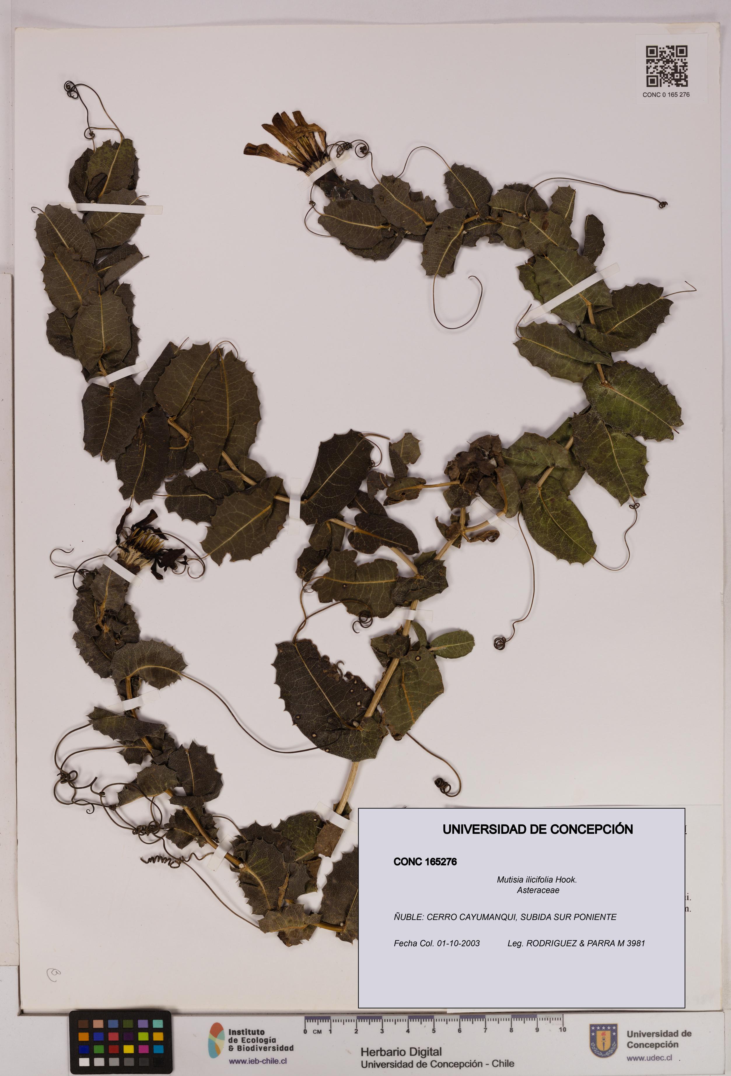Mutisia ilicifolia [Espécimen: UDEC:CONC:0165276]