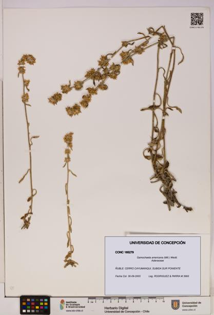 Gamochaeta americana [Espécimen: UDEC:CONC:0165279]