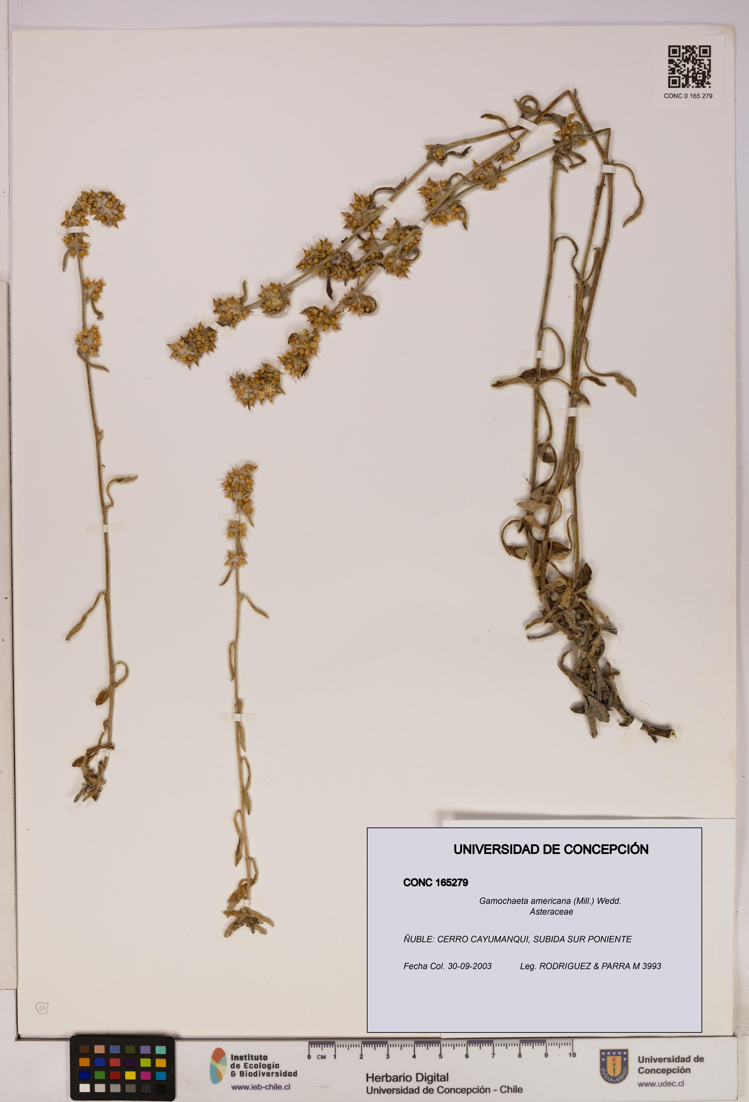 Gamochaeta americana [Espécimen: UDEC:CONC:0165279]