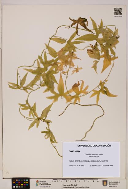 Dioscorea auriculata [Espécimen: ]