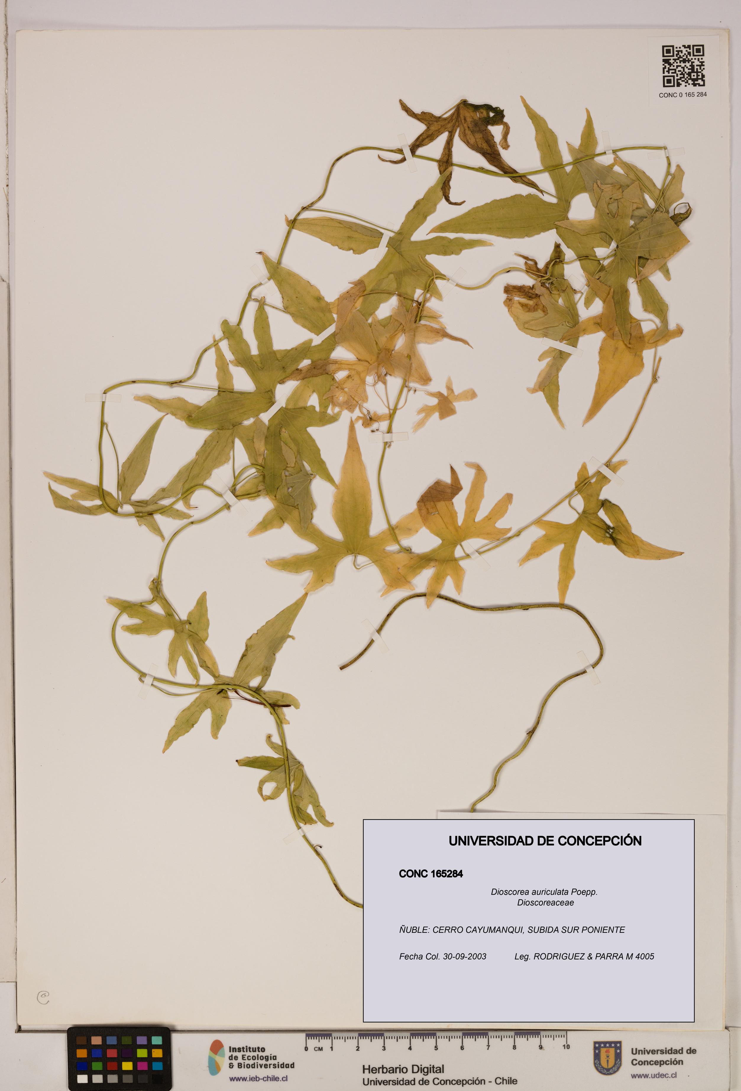 Dioscorea auriculata [Espécimen: ]