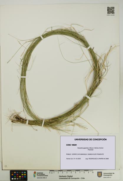 Nassella gigantea [Espécimen: UDEC:CONC:0165291]