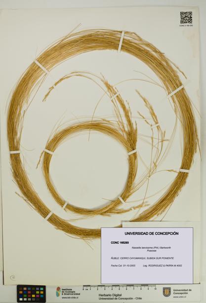 Nassella laevissima [Espécimen: UDEC:CONC:0165293]