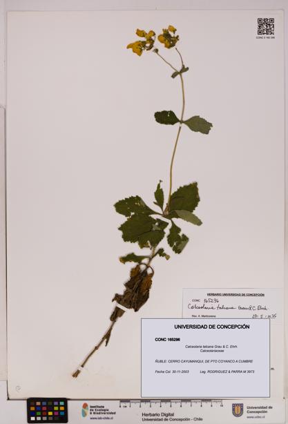 Calceolaria talcana [Espécimen: UDEC:CONC:0165296]