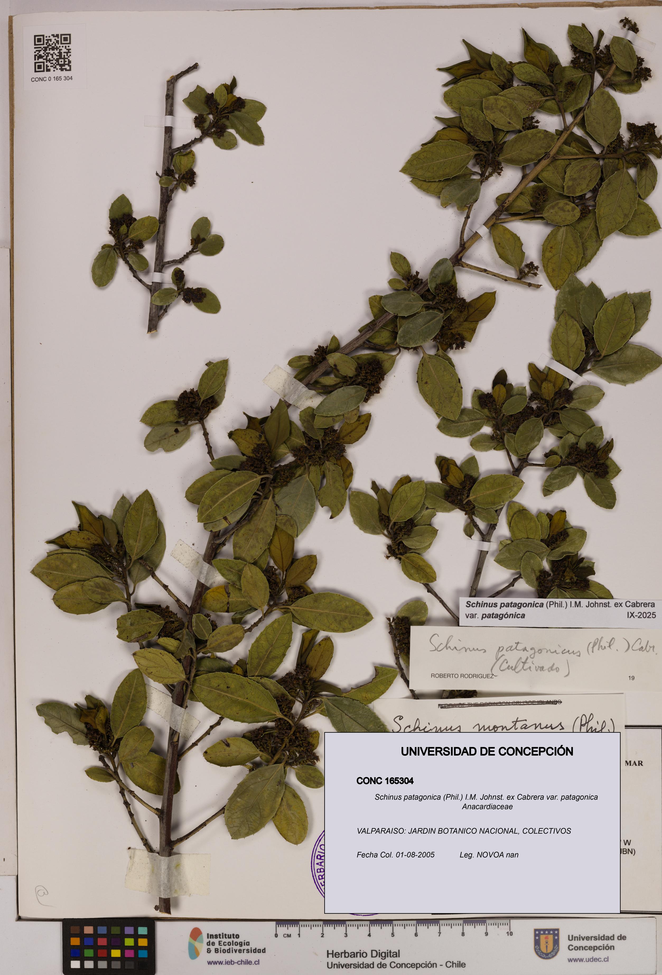 Schinus patagonica [Espécimen: UDEC:CONC:0165304]