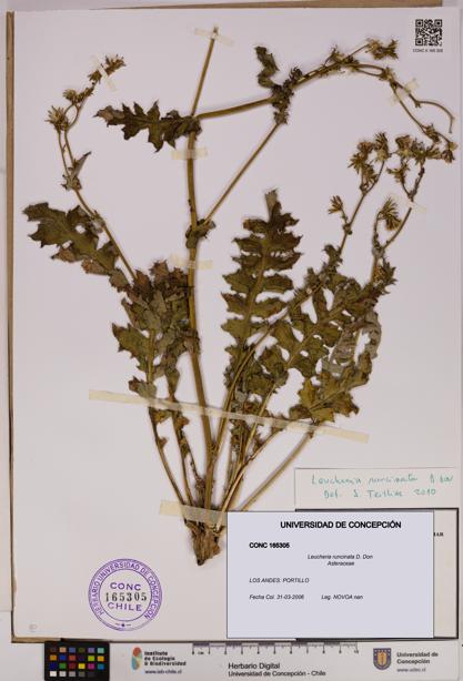 Leucheria runcinata [Espécimen: UDEC:CONC:0165305]