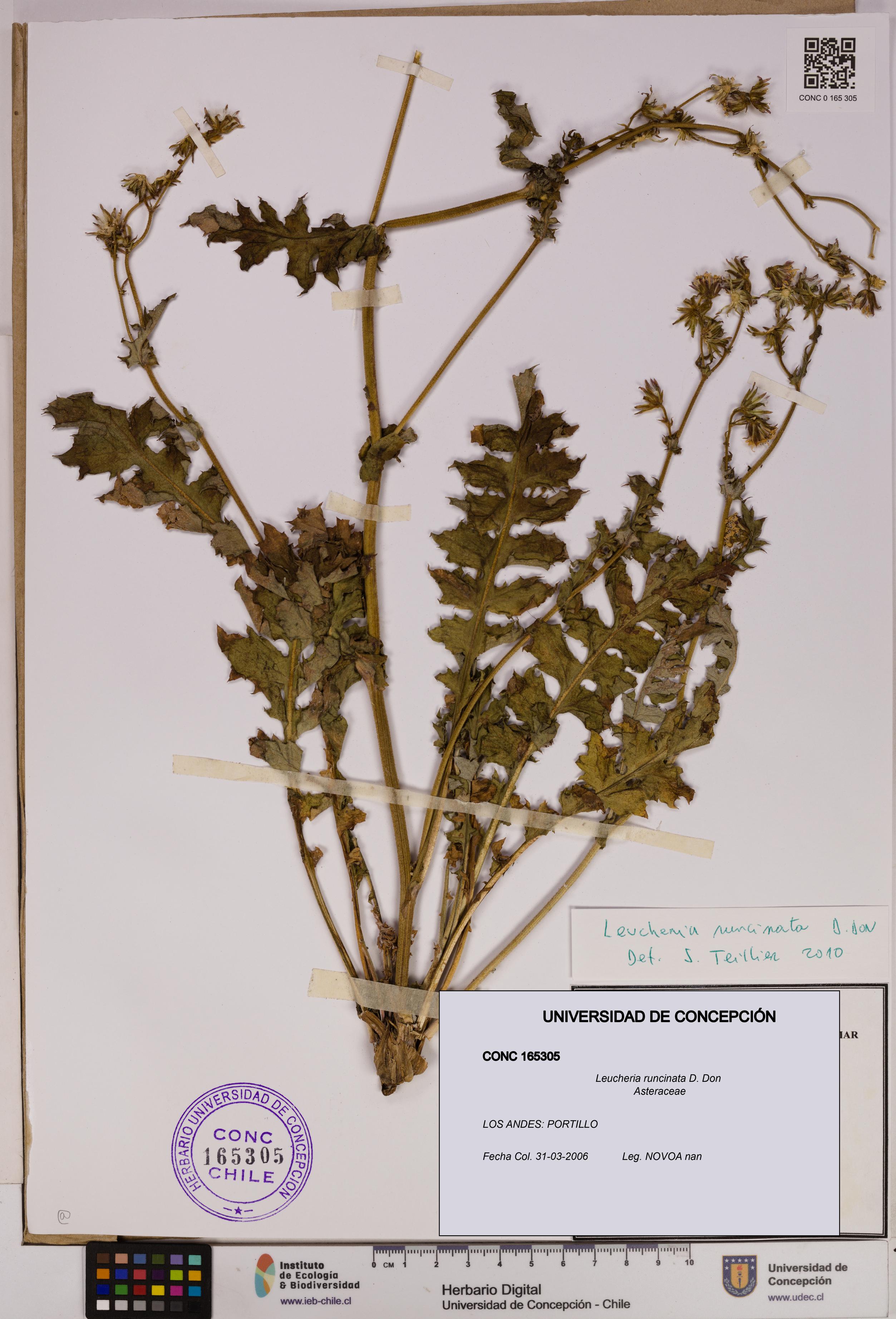 Leucheria runcinata [Espécimen: UDEC:CONC:0165305]