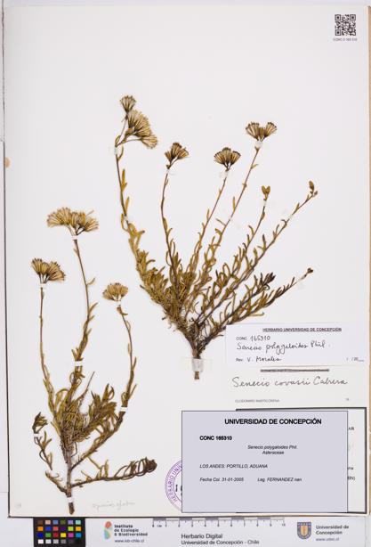 Senecio polygaloides [Espécimen: ]