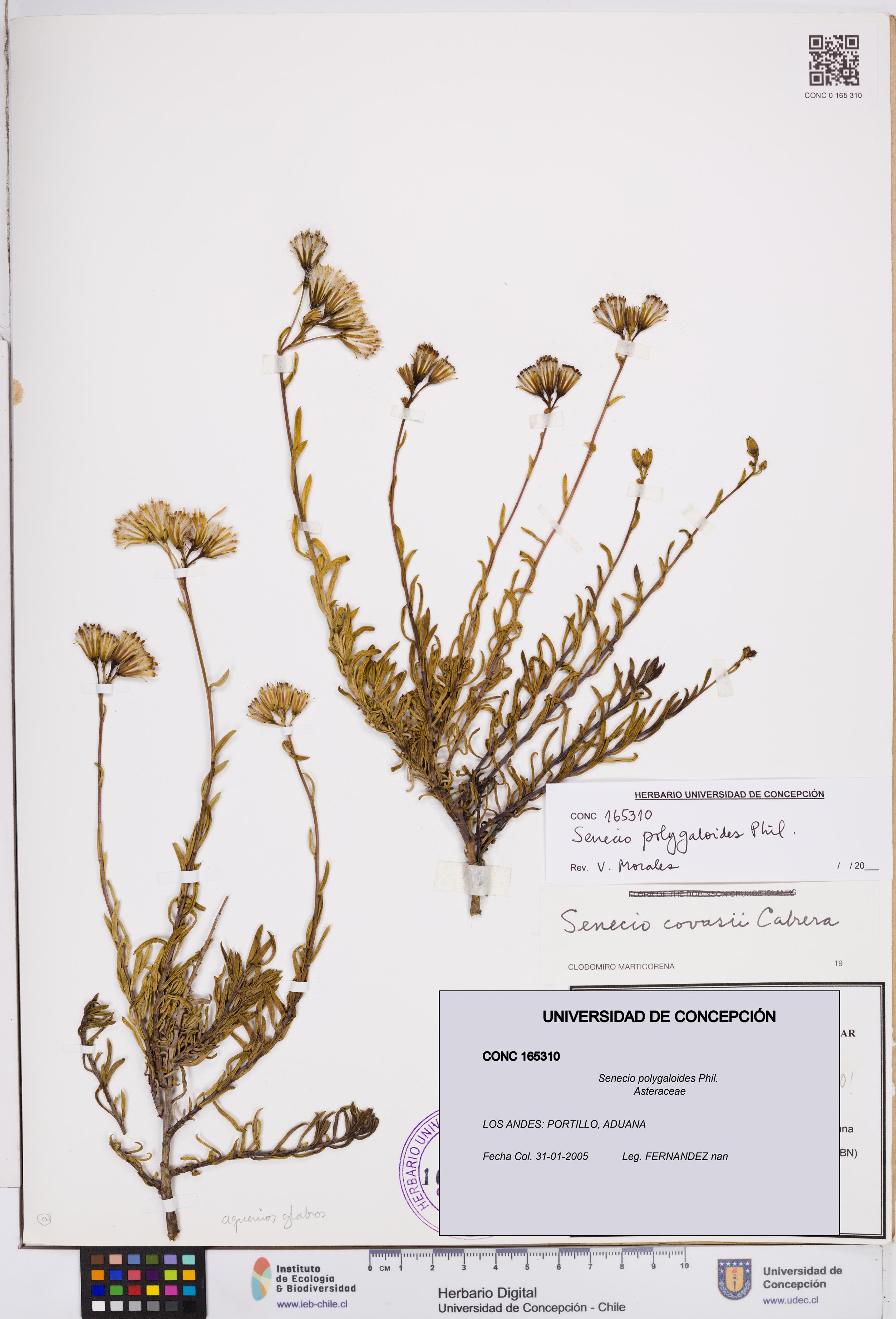 Senecio polygaloides [Espécimen: ]