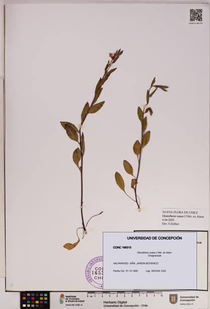 Oenothera rosea [Espécimen: UDEC:CONC:0165313]