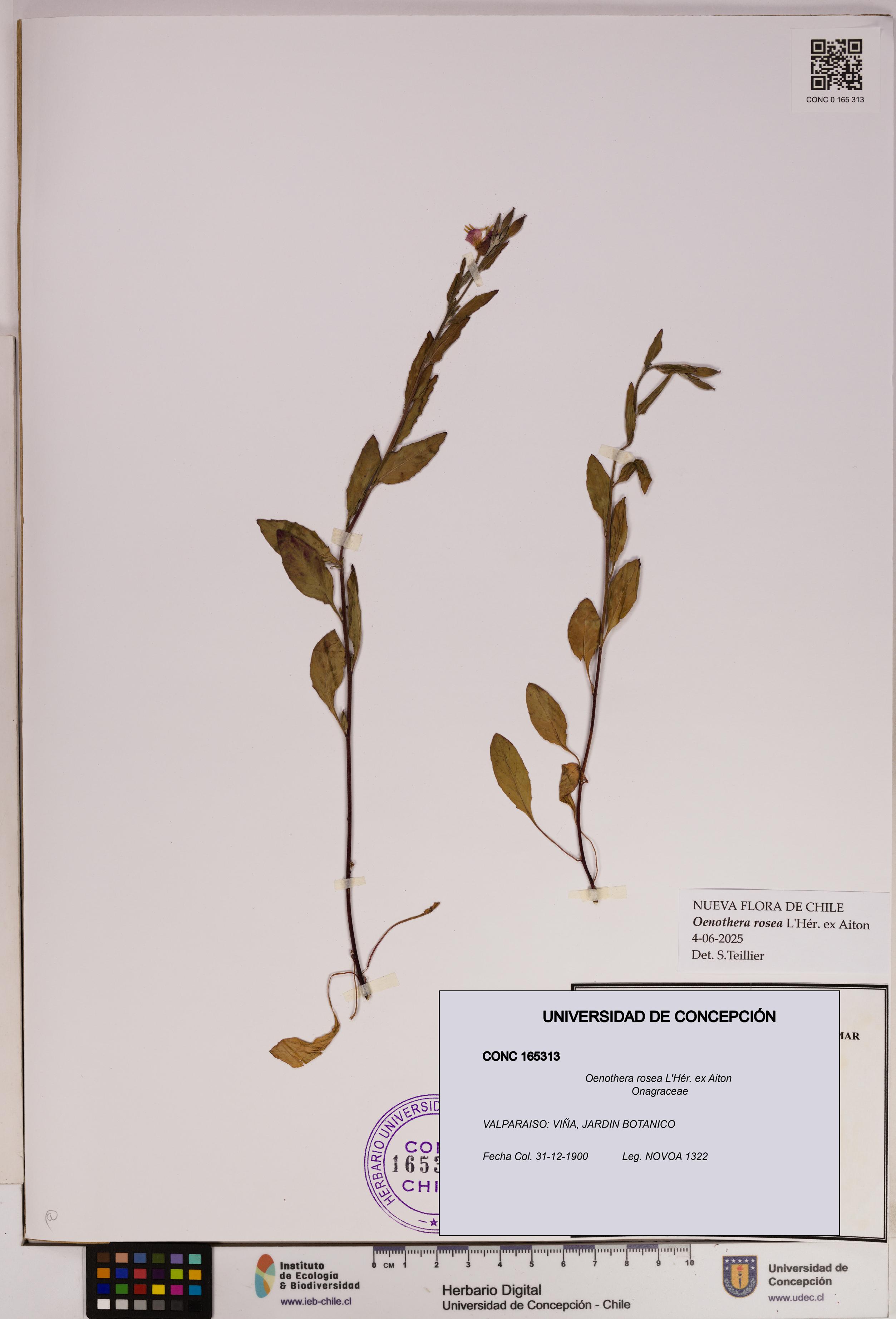Oenothera rosea [Espécimen: UDEC:CONC:0165313]