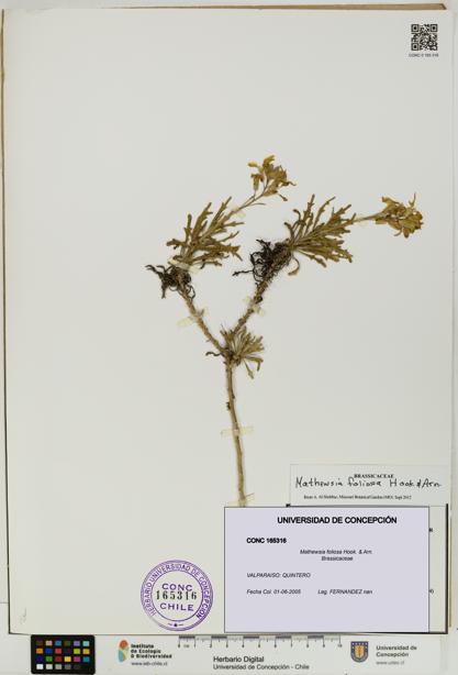 Mathewsia foliosa [Espécimen: UDEC:CONC:0165316]
