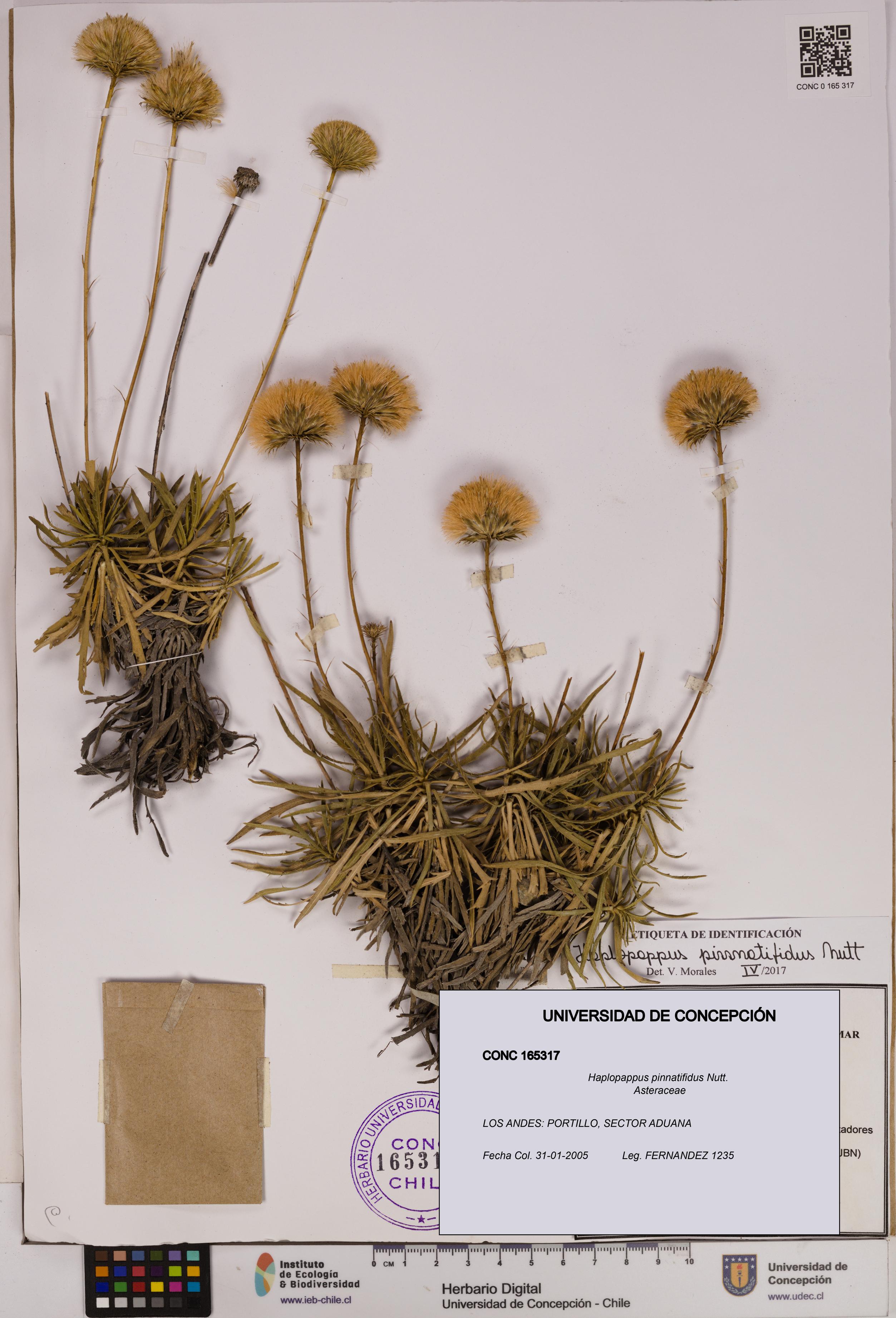 Haplopappus pinnatifidus [Espécimen: UDEC:CONC:0165317]