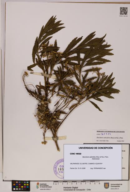 Baccharis salicifolia [Espécimen: UDEC:CONC:0165322]