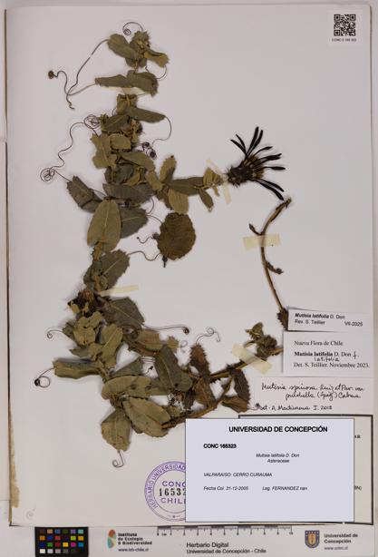 Mutisia latifolia [Espécimen: UDEC:CONC:0165323]