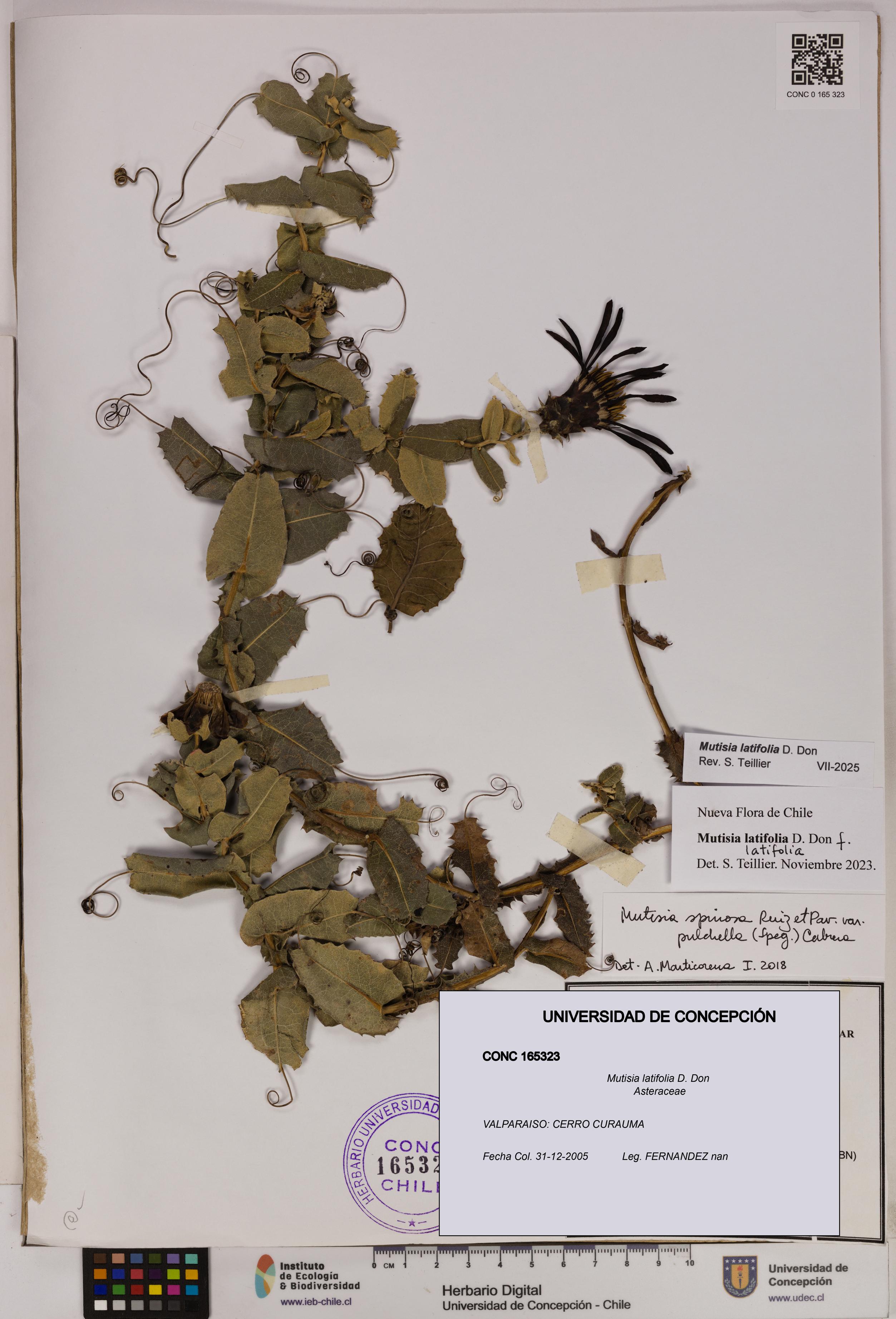 Mutisia latifolia [Espécimen: UDEC:CONC:0165323]