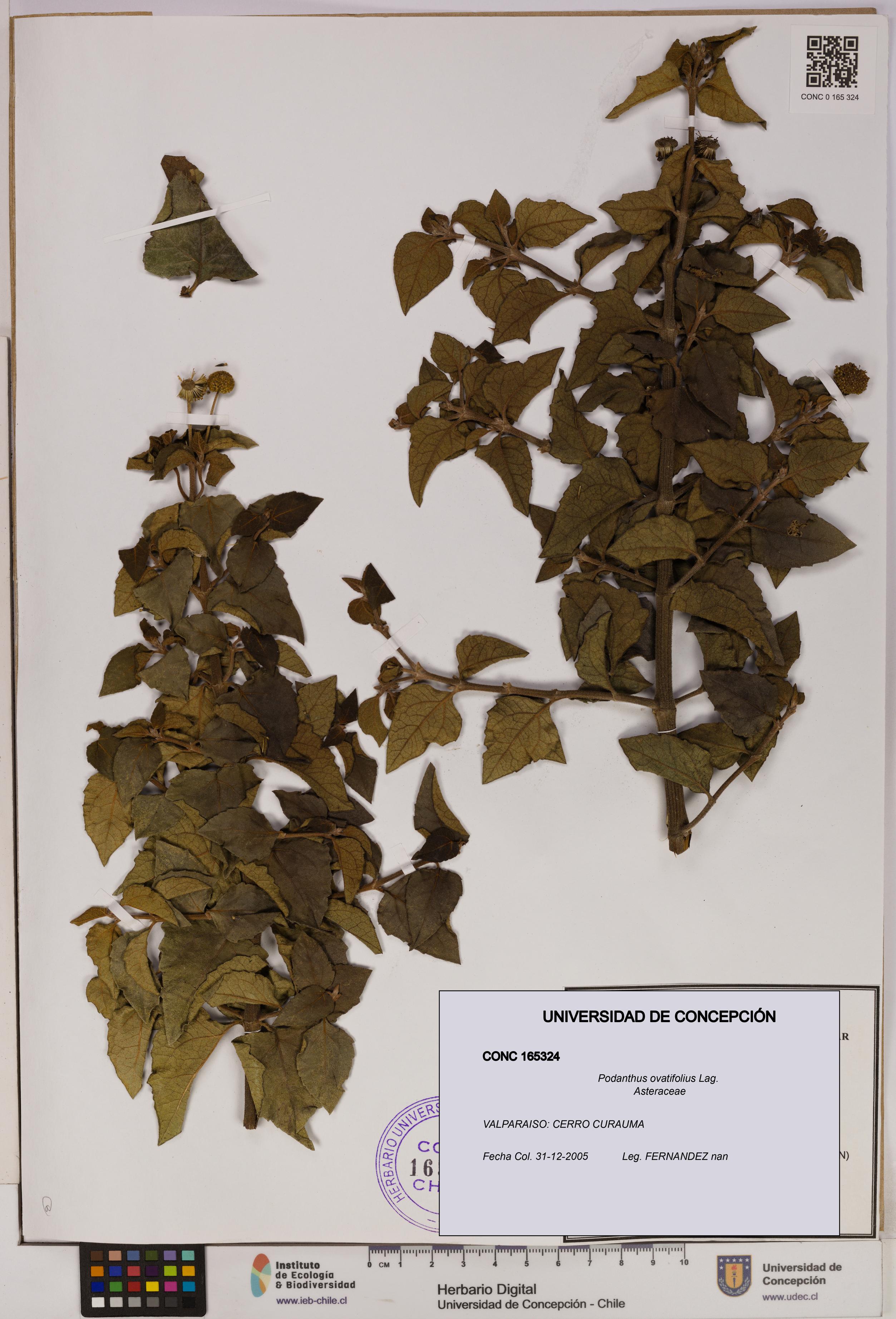 Podanthus ovatifolius [Espécimen: ]