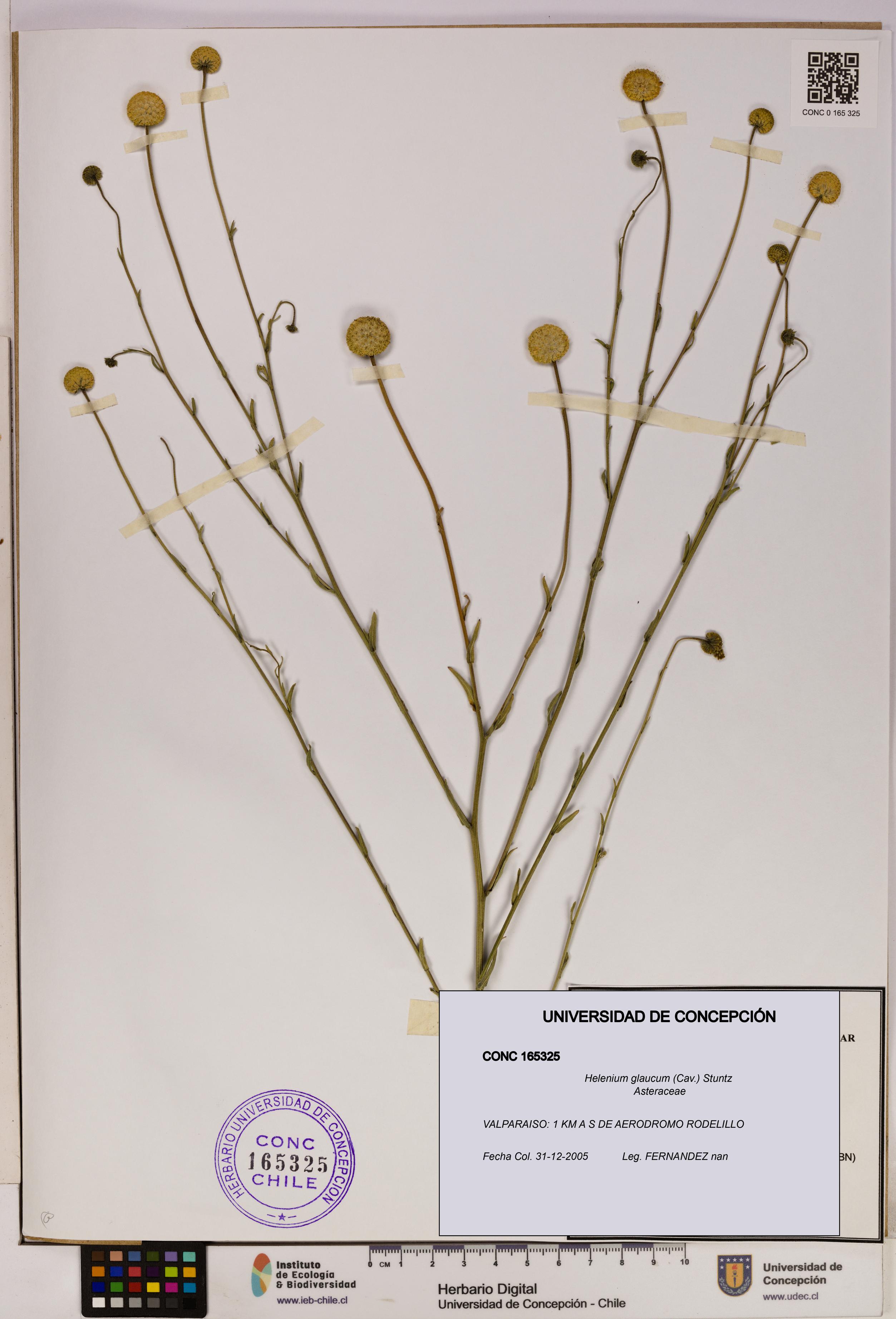 Helenium glaucum [Espécimen: UDEC:CONC:0165325]