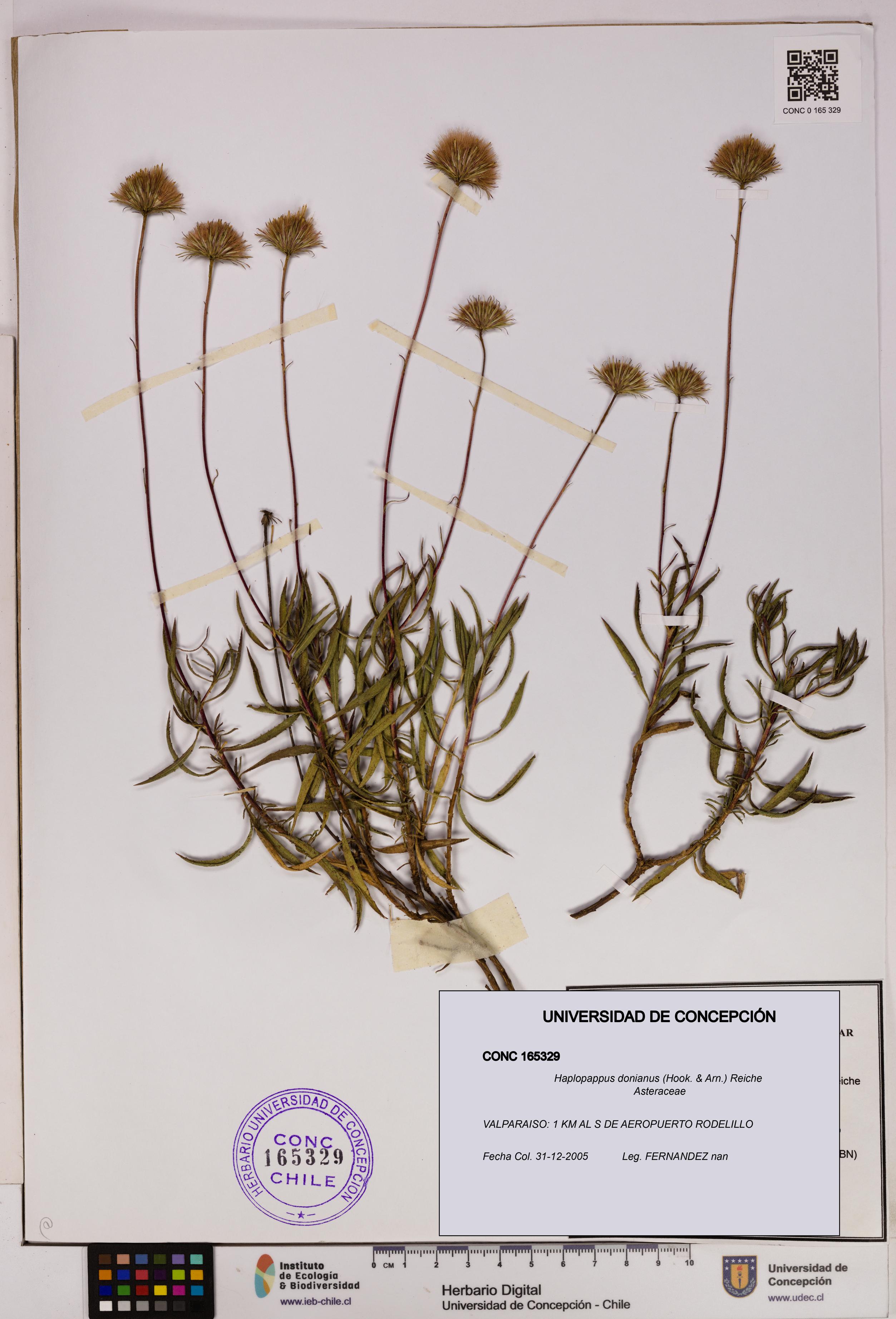 Haplopappus donianus [Espécimen: UDEC:CONC:0165329]