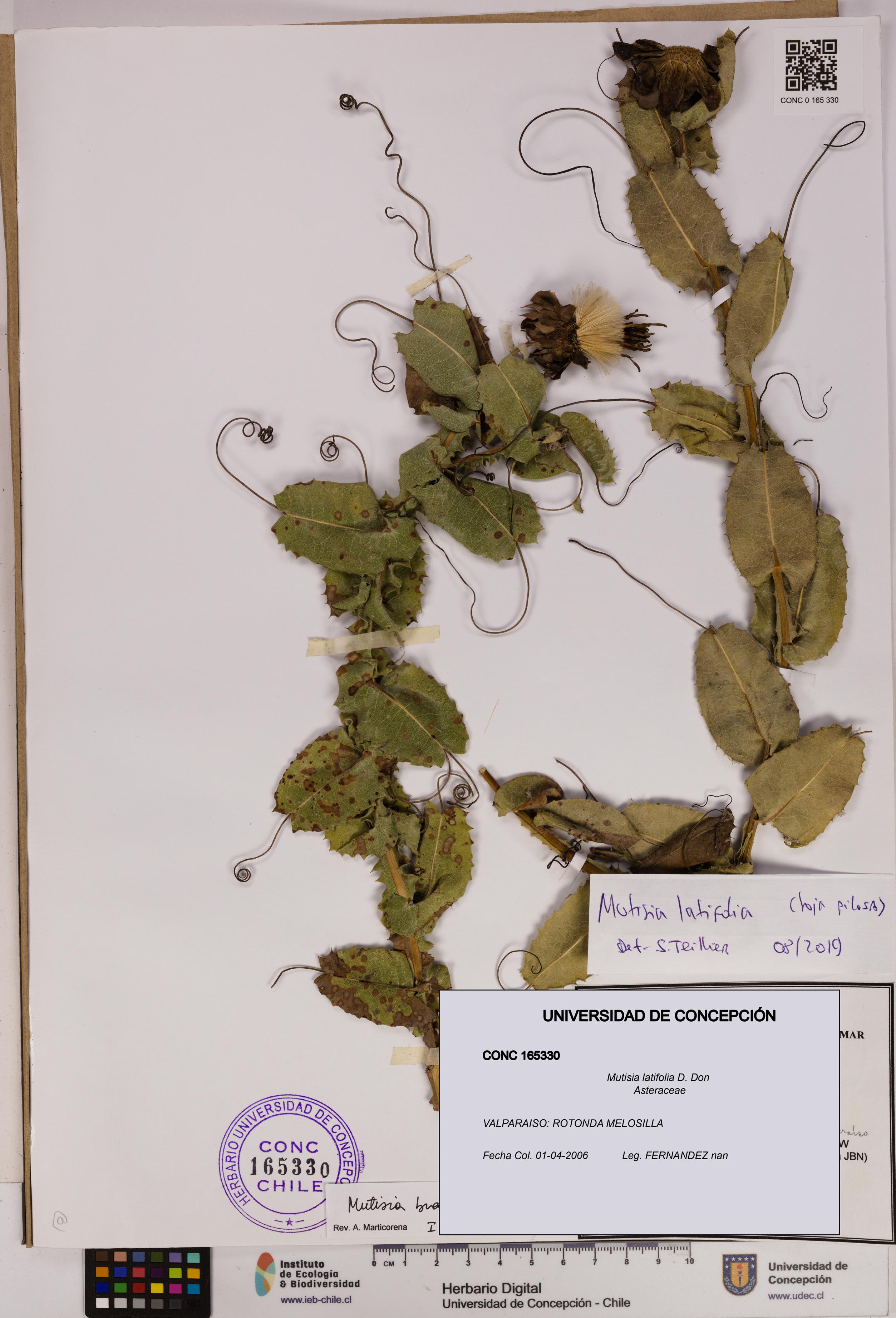 Mutisia latifolia [Espécimen: UDEC:CONC:0165330]