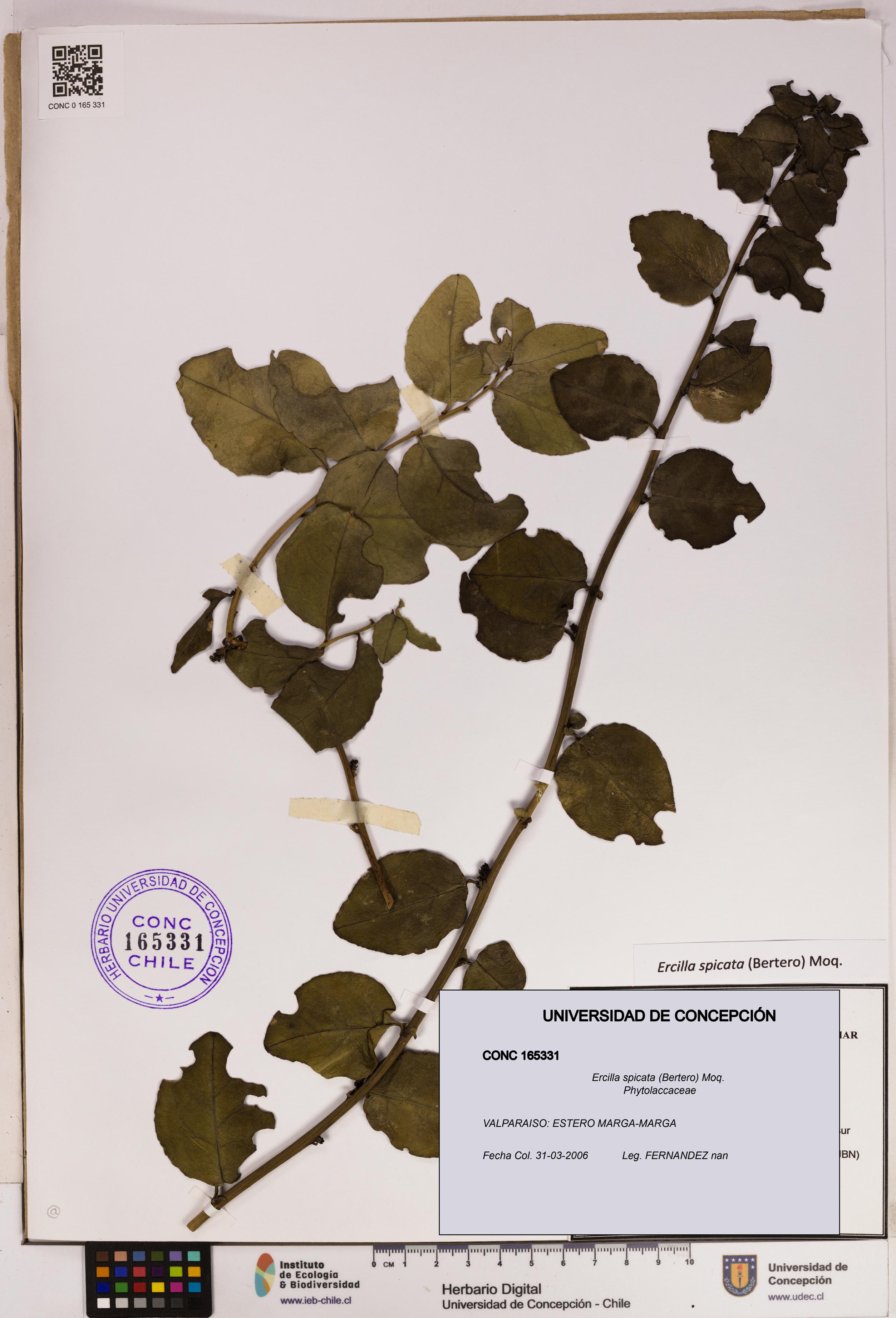 Ercilla spicata [Espécimen: UDEC:CONC:0165331]