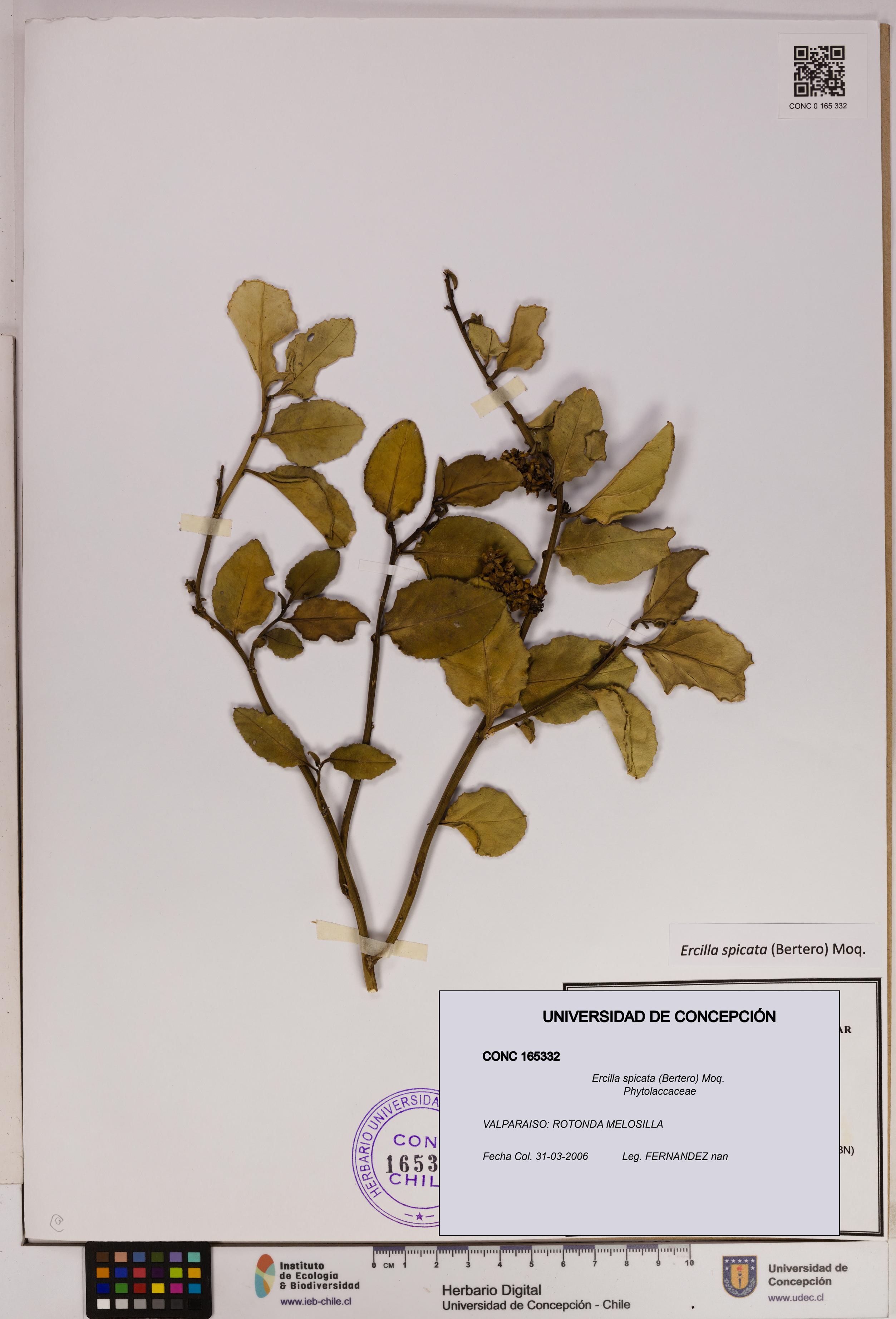 Ercilla spicata [Espécimen: UDEC:CONC:0165332]