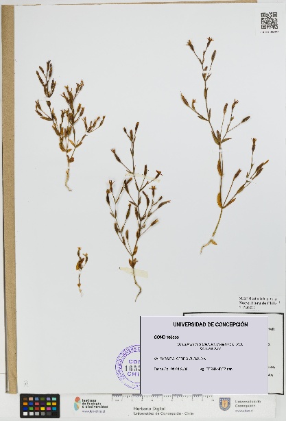 Centaurium cachanlahuen [Espécimen: UDEC:CONC:0165333]