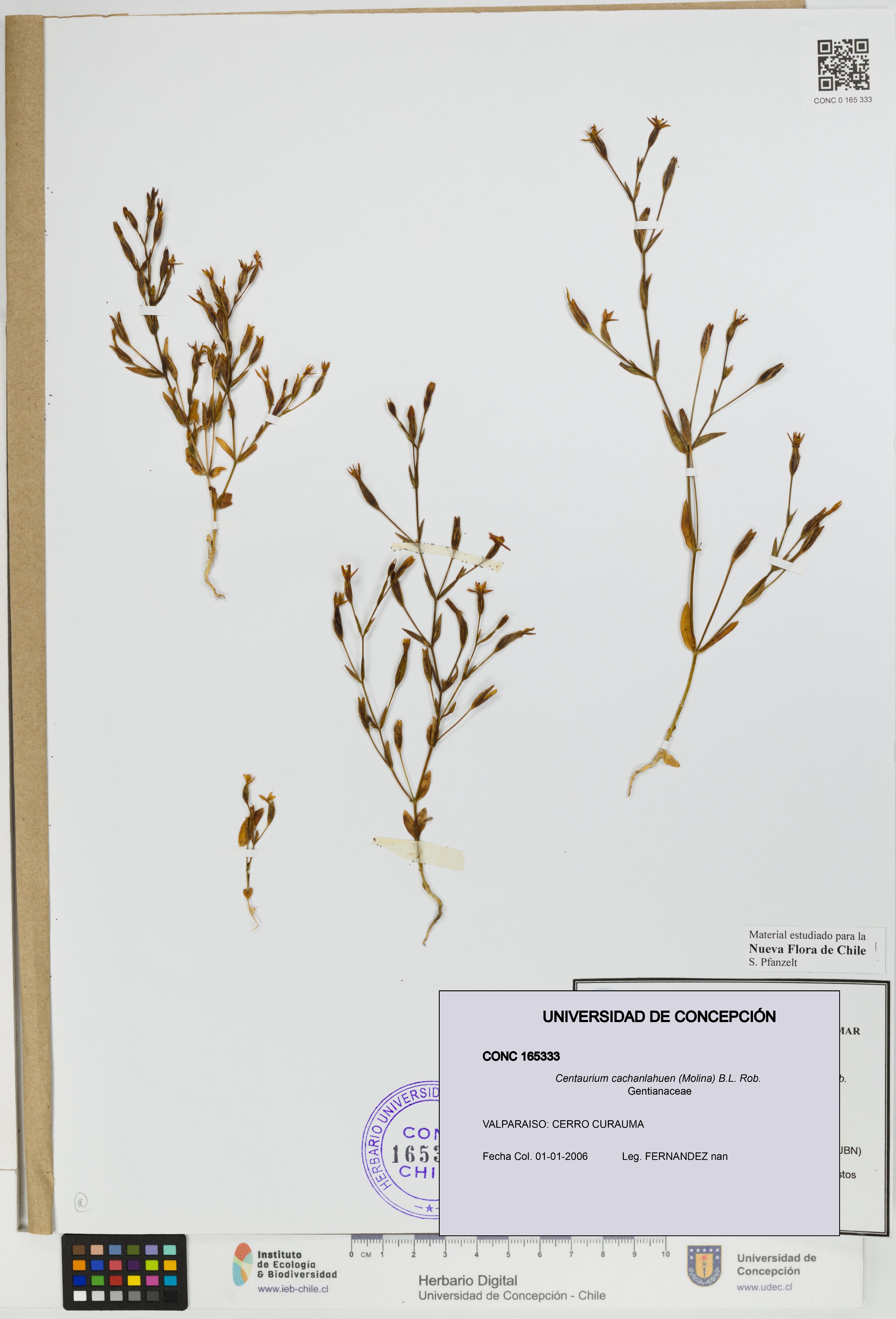 Centaurium cachanlahuen [Espécimen: UDEC:CONC:0165333]