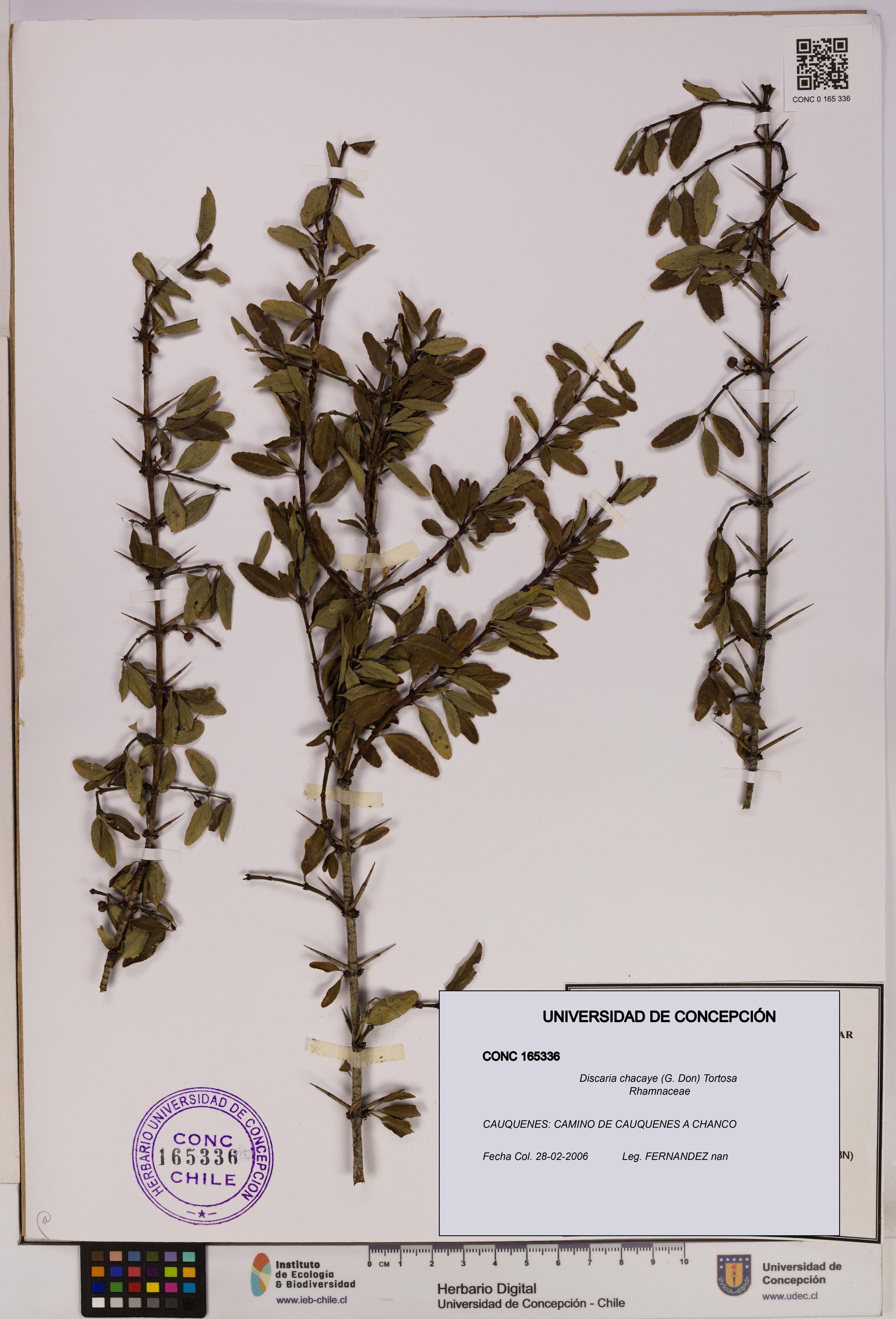 Discaria chacaye [Espécimen: UDEC:CONC:0165336]