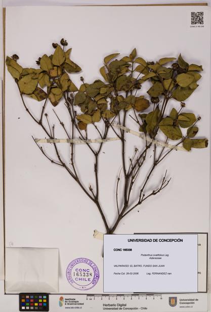 Podanthus ovatifolius [Espécimen: ]