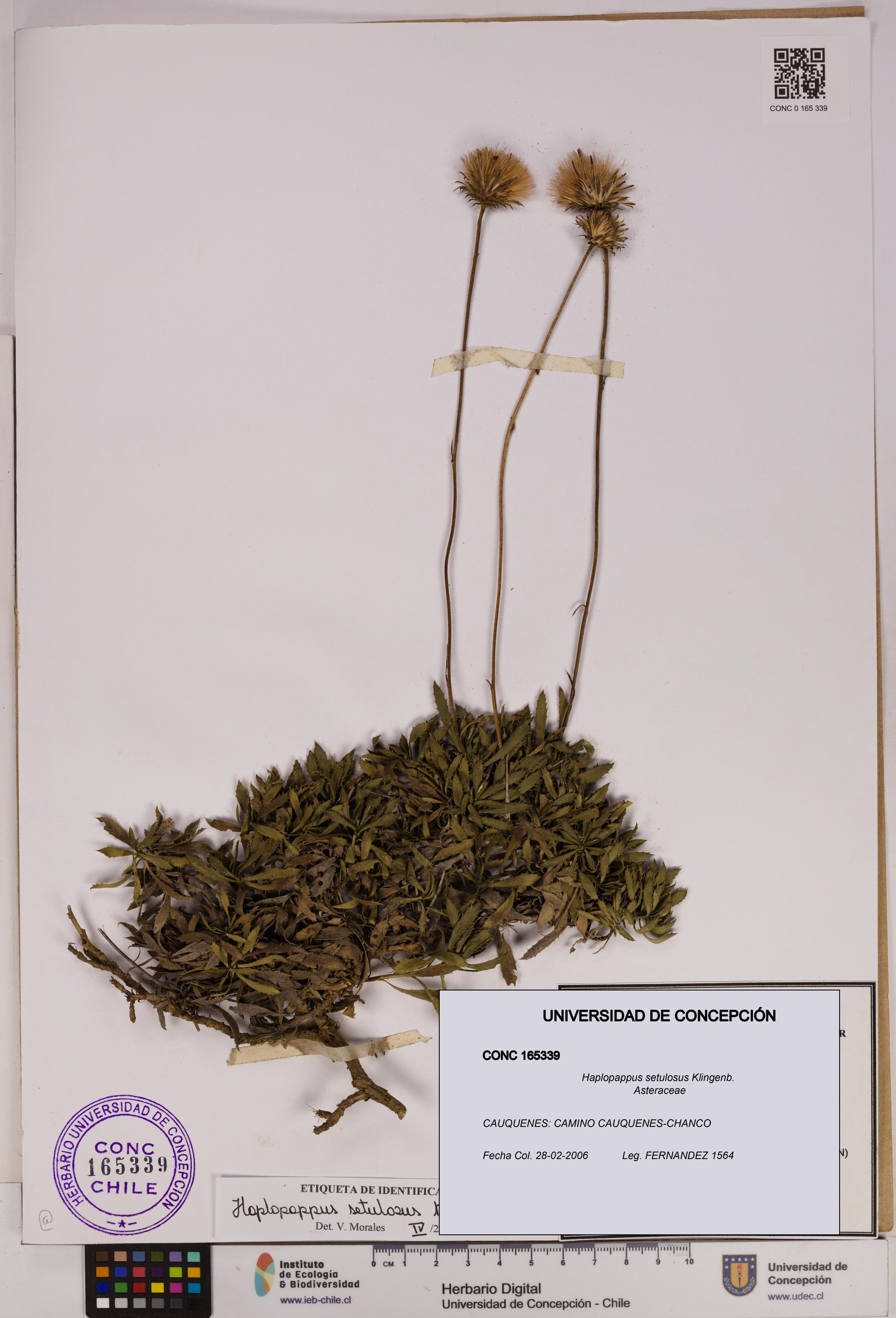 Haplopappus setulosus [Espécimen: UDEC:CONC:0165339]