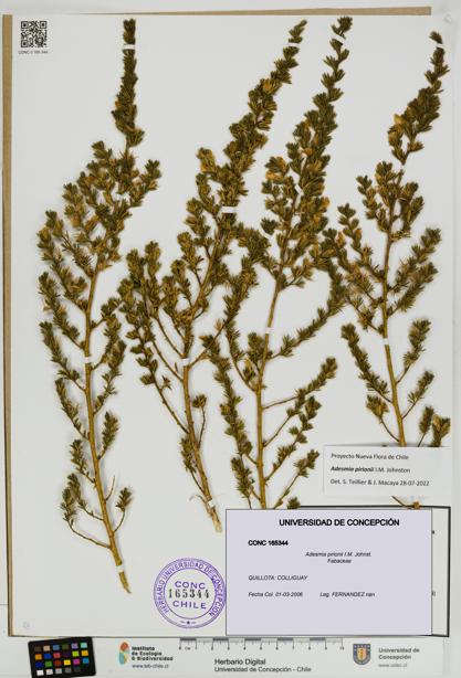Adesmia pirionii [Espécimen: UDEC:CONC:0165344]