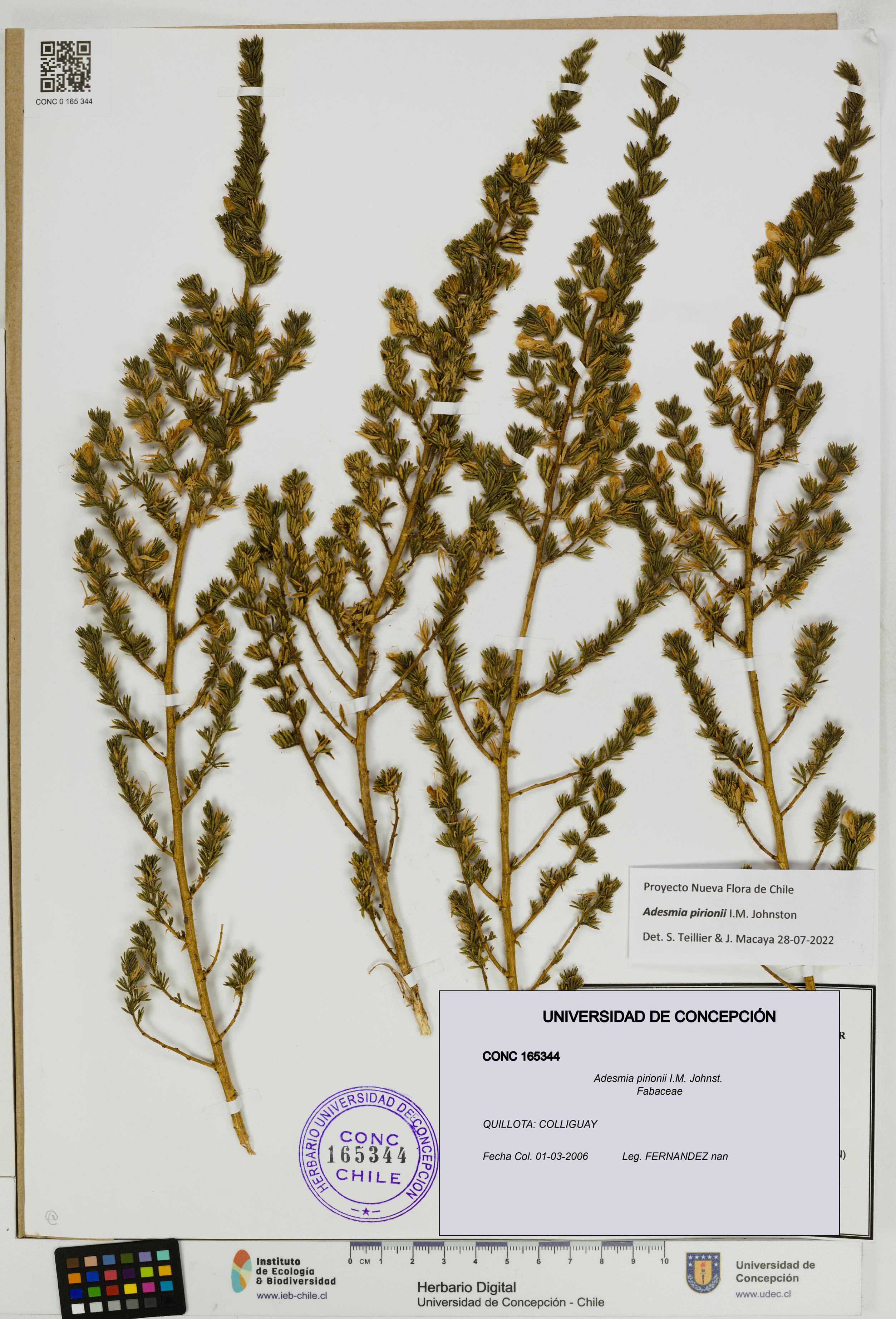 Adesmia pirionii [Espécimen: UDEC:CONC:0165344]