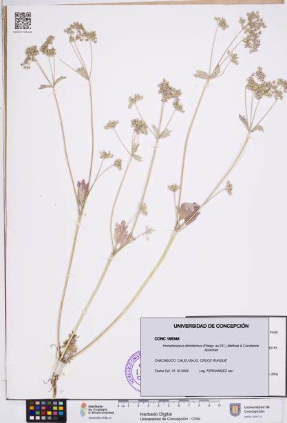 Homalocarpus dichotomus [Espécimen: ]