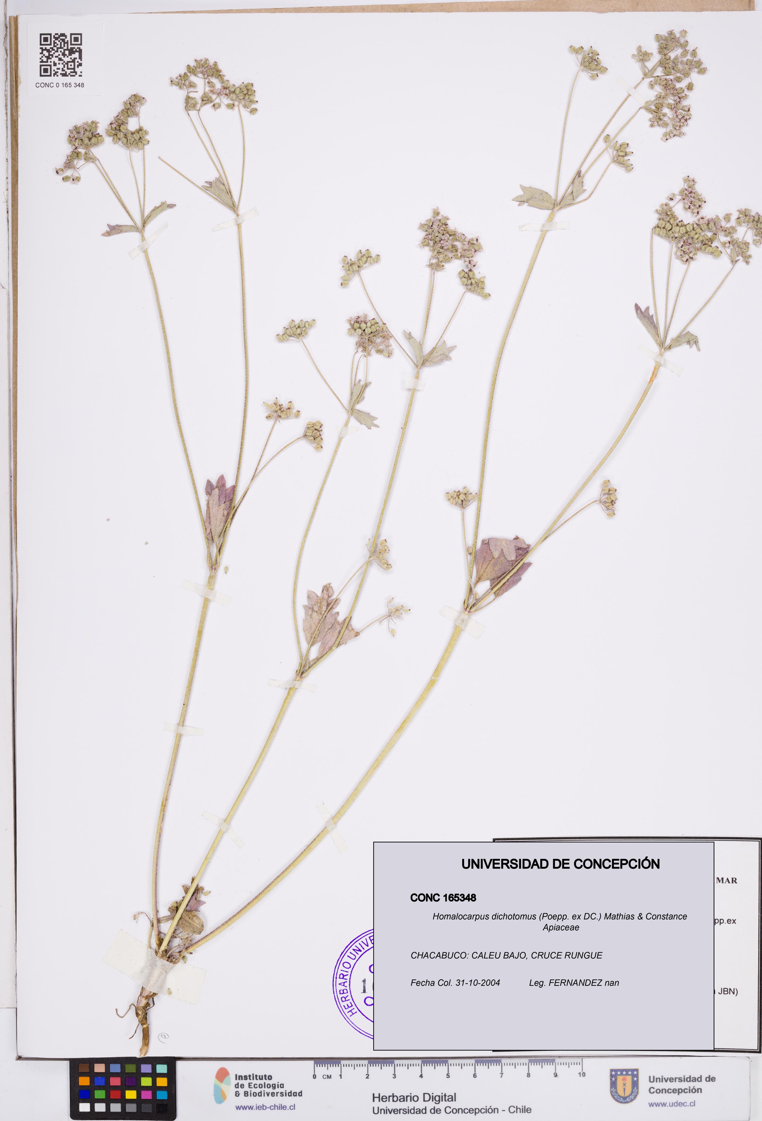 Homalocarpus dichotomus [Espécimen: ]