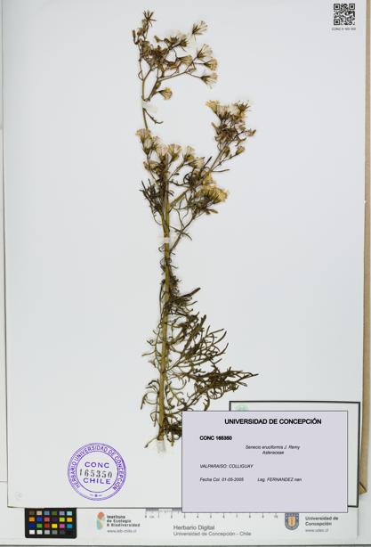 Senecio eruciformis [Espécimen: UDEC:CONC:0165350]