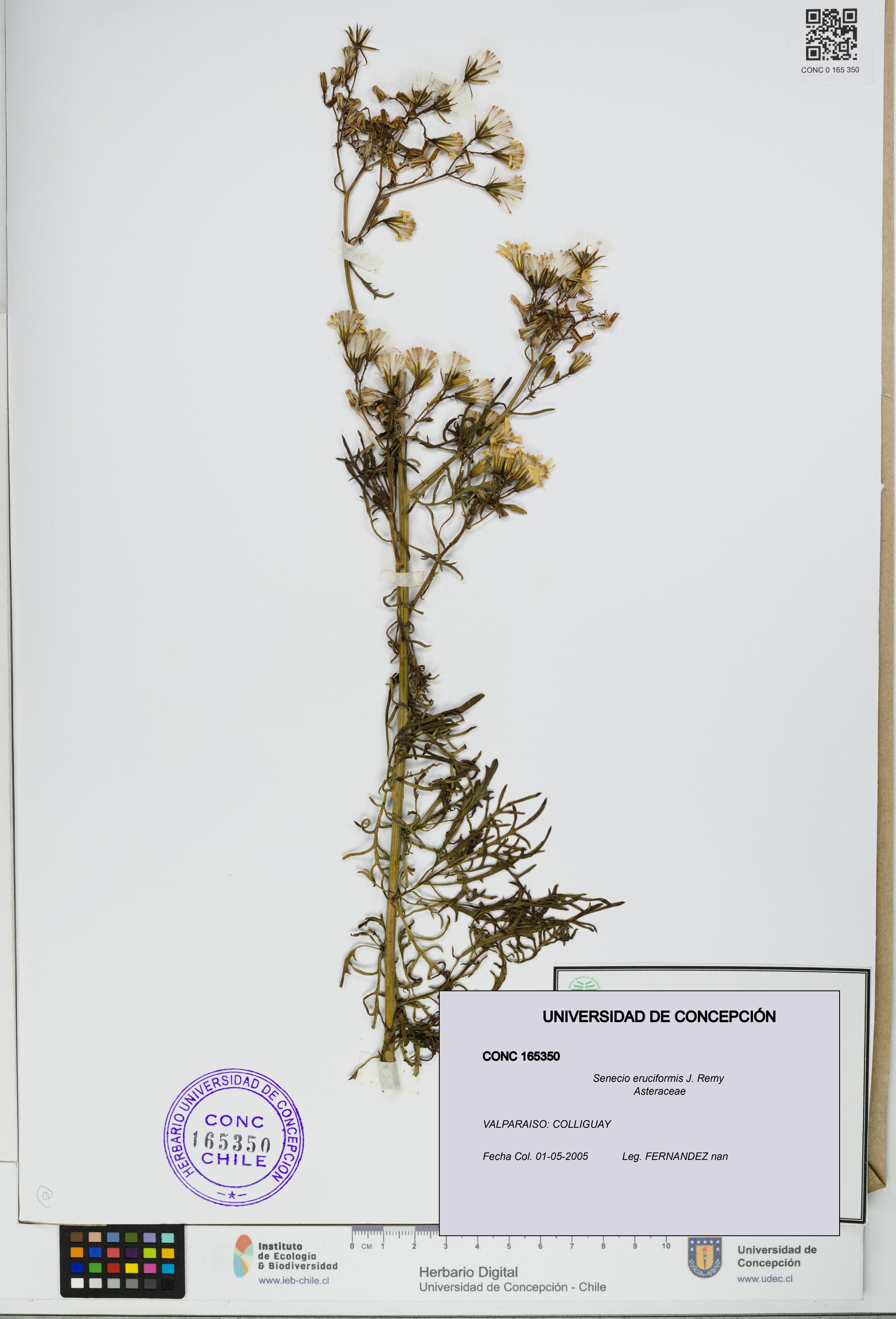 Senecio eruciformis [Espécimen: UDEC:CONC:0165350]