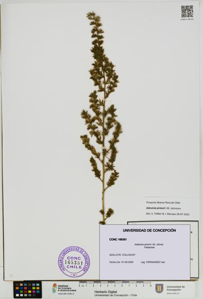 Adesmia pirionii [Espécimen: UDEC:CONC:0165351]