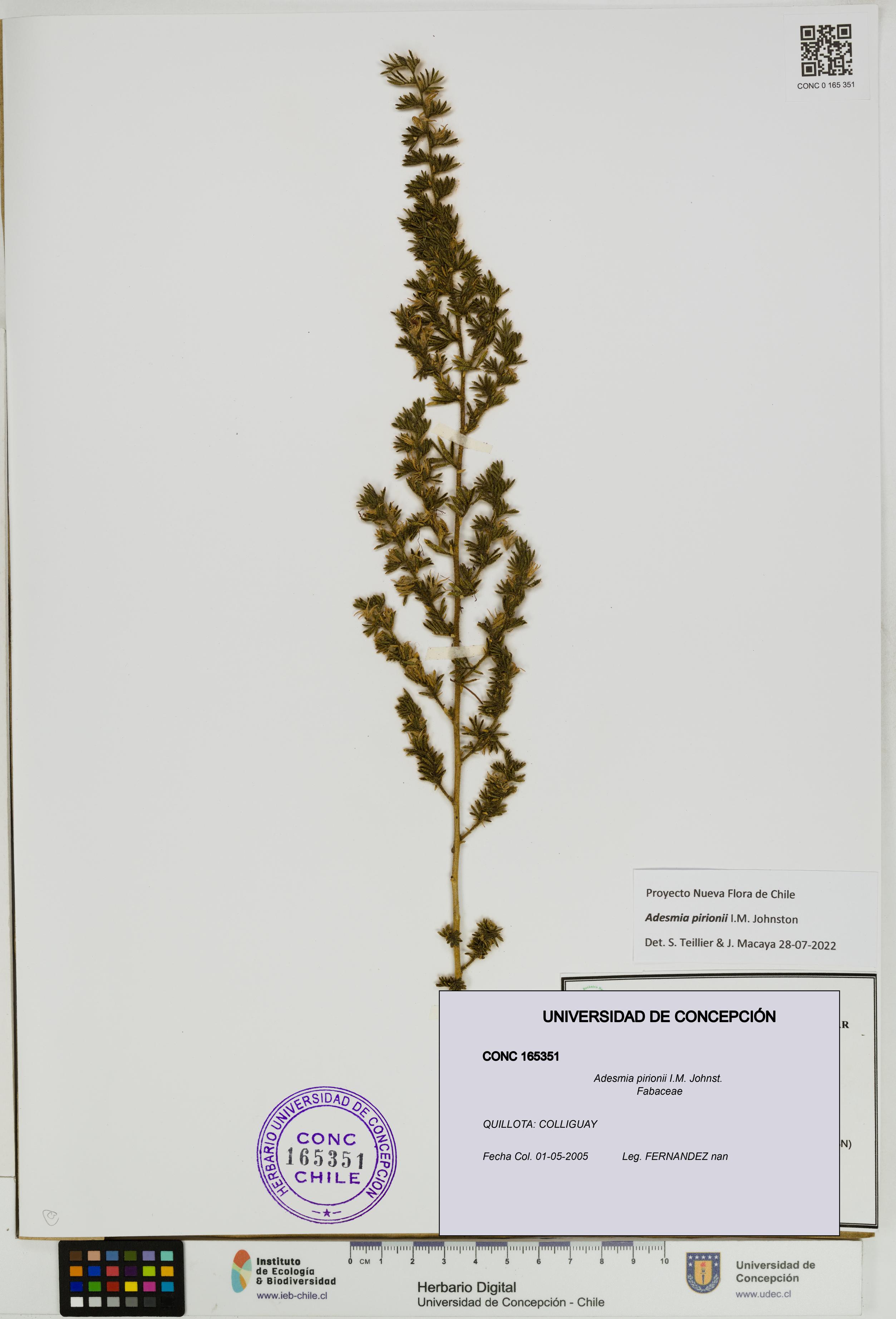 Adesmia pirionii [Espécimen: UDEC:CONC:0165351]