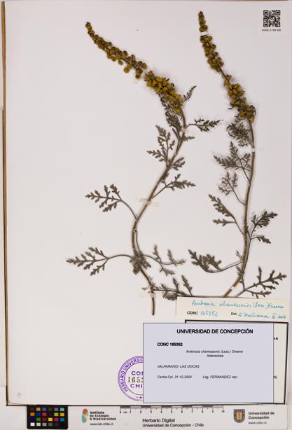Ambrosia chamissonis [Espécimen: UDEC:CONC:0165352]