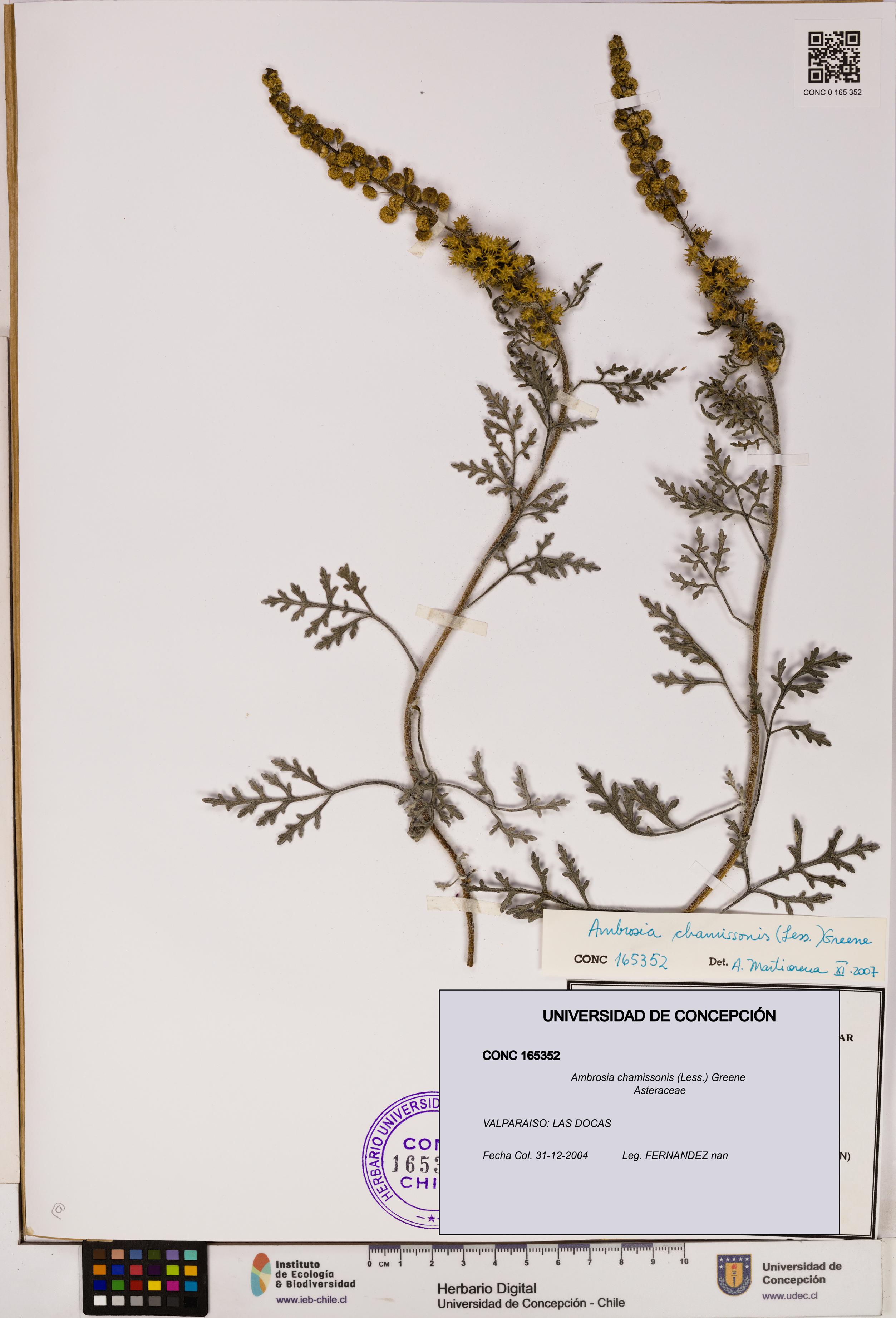 Ambrosia chamissonis [Espécimen: UDEC:CONC:0165352]