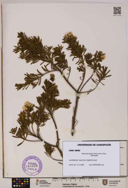 Baccharis linearis [Espécimen: UDEC:CONC:0165353]